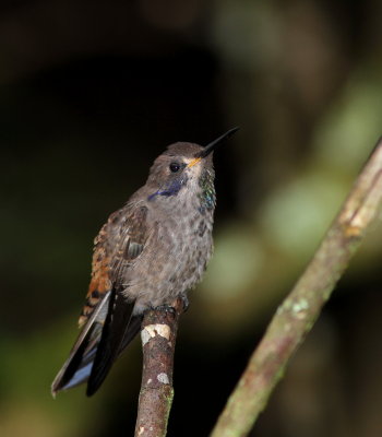 Brown Violetear - Colibri de Delphine - Colibri delphinae