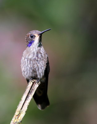 Brown Violetear - Colibri de Delphine - Colibri delphinae