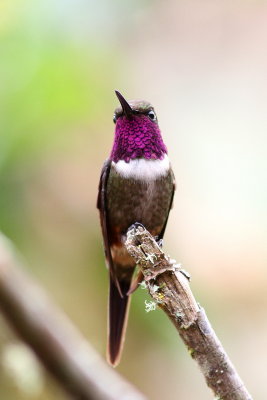 Purple-throated Woodstar - Colibri de Mitchell - Calliphlox mitchellii