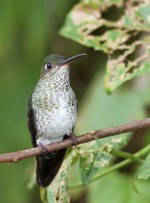 Many-spotted Hummingbird - Colibri grivelé - Taphrospilus hypostictus