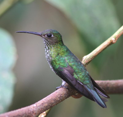 Many-spotted Hummingbird - Colibri grivelé - Taphrospilus hypostictus