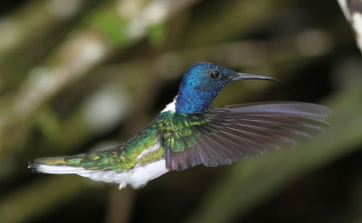 White-necked Jacobin - Colibri jacobin - Florisuga mellivora