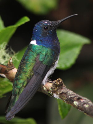 White-necked Jacobin - Colibri jacobin - Florisuga mellivora