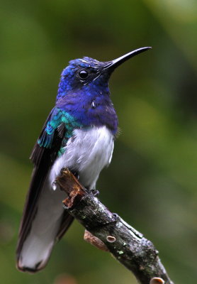 White-necked Jacobin - Colibri jacobin - Florisuga mellivora