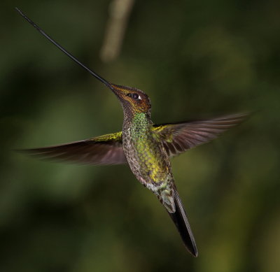 Sword-billed Hummingbird - Colibri porte-épée - Ensifera ensifera