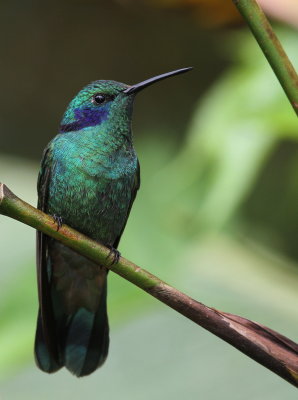 Green Violetear - Colibri thalassin - Colibri thalassinus