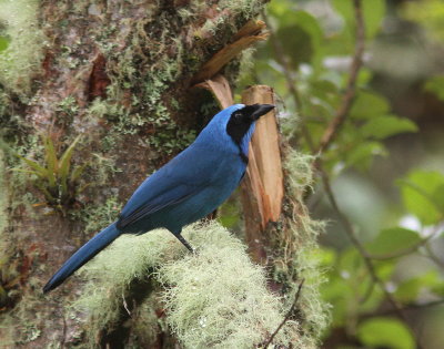 Turquoise Jay - Geai turquoise - Cyanolyca turcosa