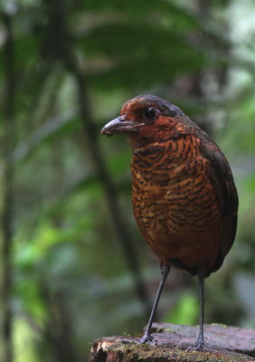 Giant Antpitta - Grallaire géante - Grallaria gigantea