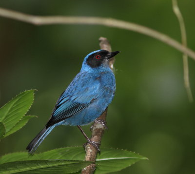 Masked Flowerpiercer - Percefleur masqué - Diglossa cyanea