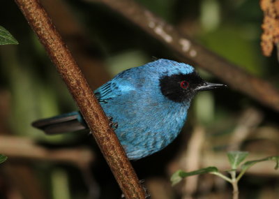 Masked Flowerpiercer - Percefleur masqué - Diglossa cyanea