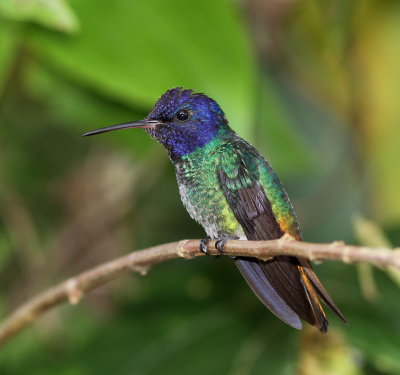 Golden-tailed Sapphire - Saphir oenome - Chrysuronia oenone