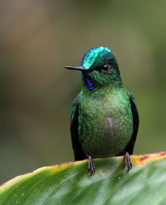 Long-tailed Sylph - Sylphe à longue queue - Aglaiocercus kingii