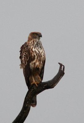 Changeable Hawk-Eagle  - Aigle huppé.- Nisaetus cirrhatus