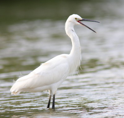 Little Egret - Aigrette garzette - Egretta garzetta