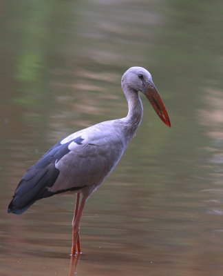 Asian Openbill - Bec-ouvert indien - Anastomus oscitans