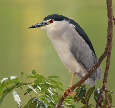 Black-crowned Night Heron - Bihoreau gris - Nycticorax nycticorax