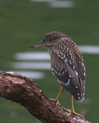Black-crowned Night Heron - Bihoreau gris - Nycticorax nycticorax