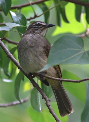 White-browed Bulbul - Bulbul à sourcils blancs - Pycnonotus luteolus