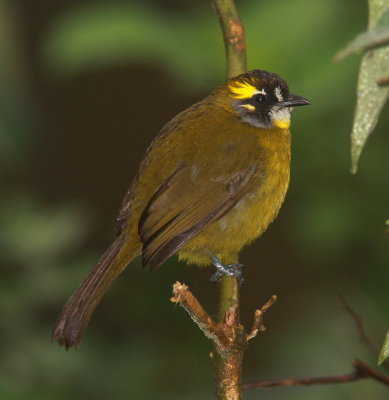 Yellow-eared Bulbul - Bulbul oreillard - Pycnonotus penicillatus
