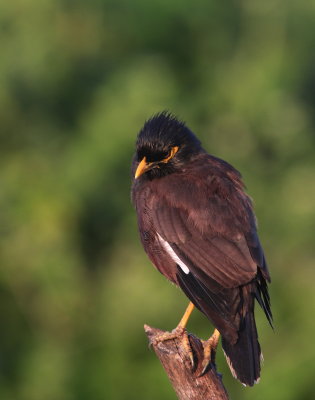 Common Myna - Martin triste - Acridotheres tristis