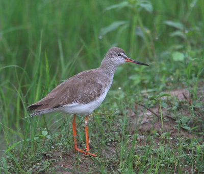 Common Redshank - Chevalier gambette - Tringa totanus