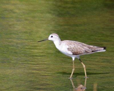 Marsh Sandpiper - Chevalier stagnatile -Tringa stagnatilis