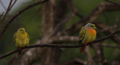 Orange-breasted Green Pigeon - Colombar à double collier - Treron bicinctus