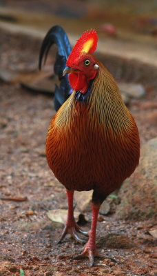 Sri Lanka Junglefowl - Coq de Lafayette - Gallus lafayetii