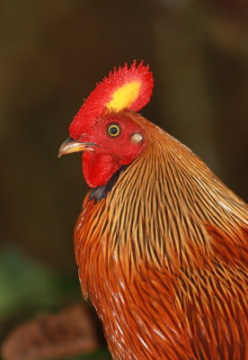 Sri Lanka Junglefowl - Coq de Lafayette - Gallus lafayetii