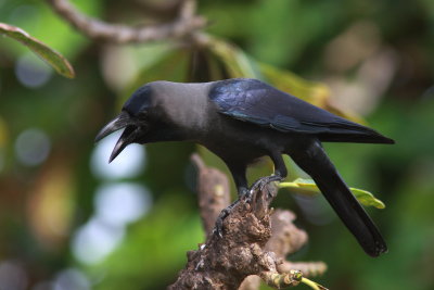 Corbeau familier (10).JPG
