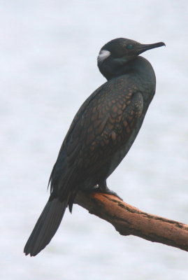 Indian Cormorant - Cormoran à cou brun - Phalacrocorax fuscicollis
