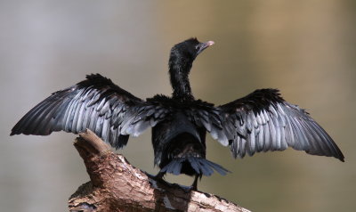 Little Cormorant - Cormoran de Vieillot - Microcarbo niger
