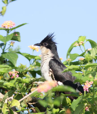 Jacobin Cuckoo - Coucou jacobin - Clamator jacobinus