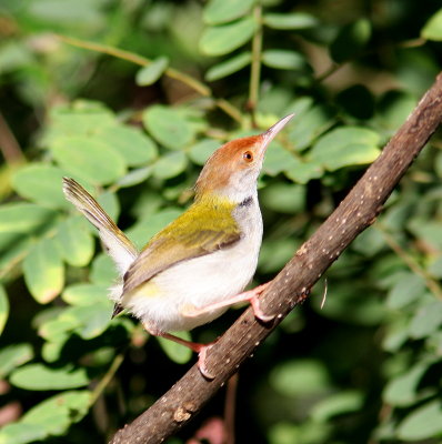 Common Tailorbird - Couturière à longue queue - Orthotomus sutorius
