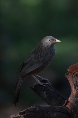 Yellow-billed Babbler - Cratérope affin - Turdoides affinis