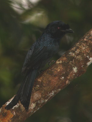 Sri Lanka Drongo - Drongo du Sri Lanka - Dicrurus lophorinus