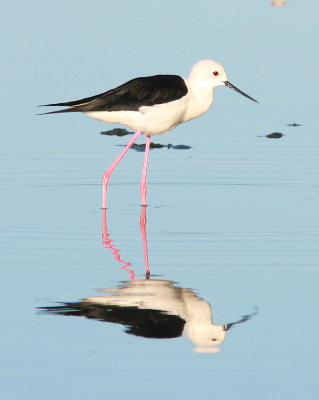 Black-winged Stilt - Échasse blanche - Himantopus himantopus