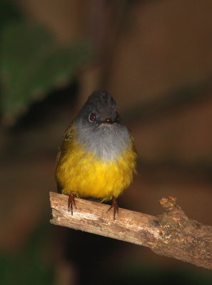 Grey-headed Canary-Flycatcher - Gobemouche à tête grise - Culicicapa ceylonensis