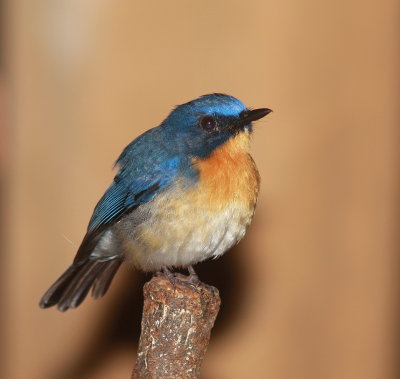 Tickell's Blue Flycatcher - Gobemouche de Tickell - Cyornis tickelliae