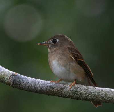 Brown-breasted Flycatcher - Gobemouche muttui - Muscicapa muttui