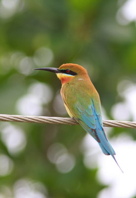 Blue-tailed Bee-eater - Guêpier à queue d'azur - Merops philippinus