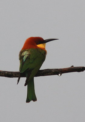 Chestnut-headed Bee-eate - Guêpier de Leschenault - Merops leschenaulti