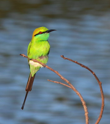 Green Bee-eater - Guêpier d'Orient - Merops orientalis