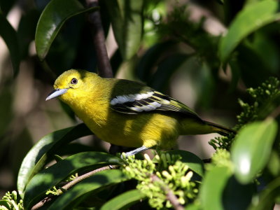Common Iora - Petit Iora - Aegithina tiphia