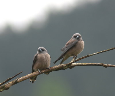 Ashy Woodswallow - Langrayen brun - Artamus fuscus