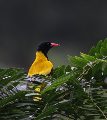 Loriot à capuchon noir - Black-hooded Oriole - Oriolus xanthornus