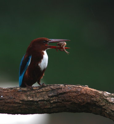 White-throated Kingfisher - Martin-chasseur de Smyrne - Halcyon smyrnensis