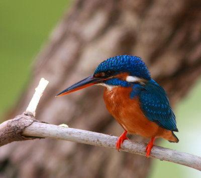 Common Kingfisher - Martin-pêcheur d'Europe - Alcedo atthis