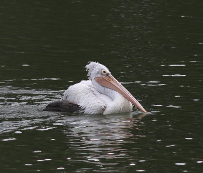 Spot-billed Pelican - Pélican à bec tacheté - Pelecanus philippensis