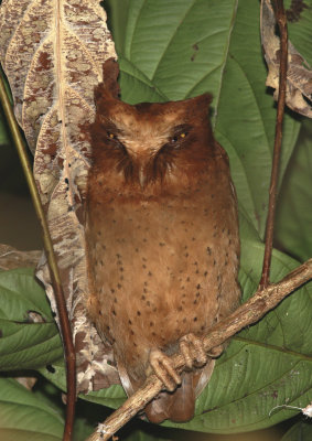 Serendib Scops Owl - Petit-duc de Sérendip - Otus thilohoffmanni